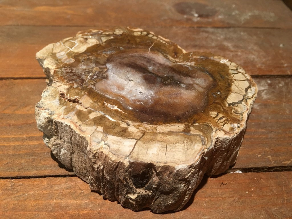 Versteend / Gekristalliseerd Hout - Schijf 600 gram - 11x10x3cm