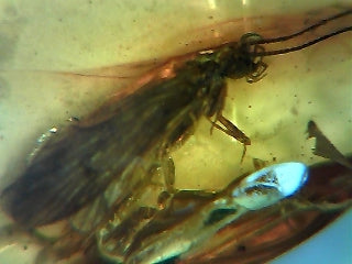 Baltische Barnsteen met ingesloten insect - 0,4 gram 17x10x4mm