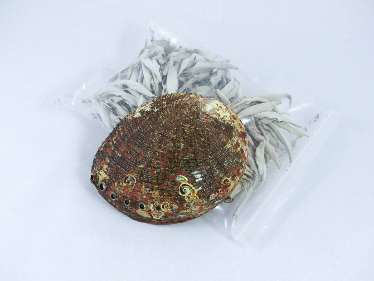 Set Abalone - Abalone Schelp en Zakje Witte Salie