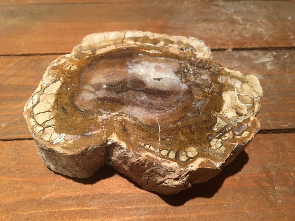 Versteend / Gekristalliseerd Hout - Schijf 600 gram - 11x10x3cm