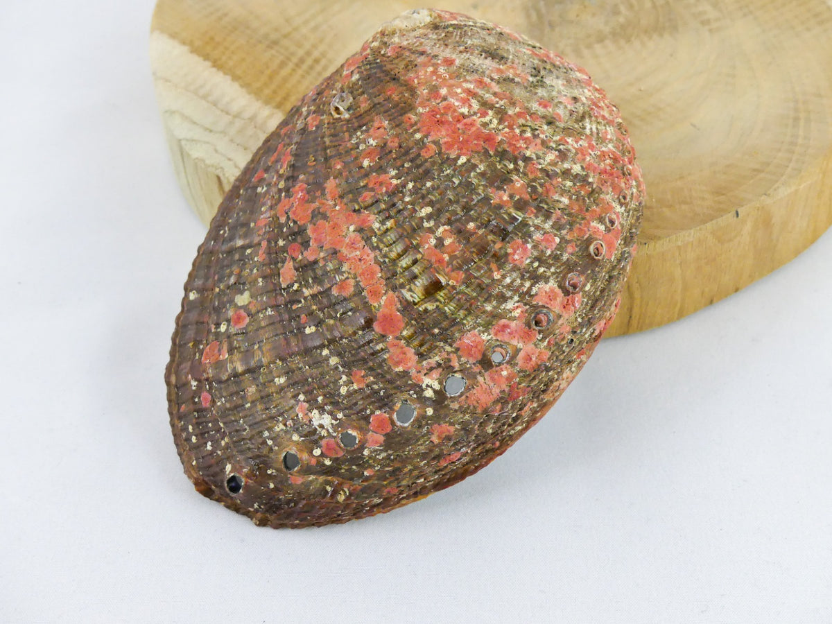 Abalone Schelp Groot - Palo santo hout of salie brander - Topkwaliteit - ca 14x11x3cm