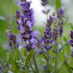 Essentiële Olie Aromatherapie - Biologisch - Lavender (Lavendel) - Flesje 10ml - Pure Naturals